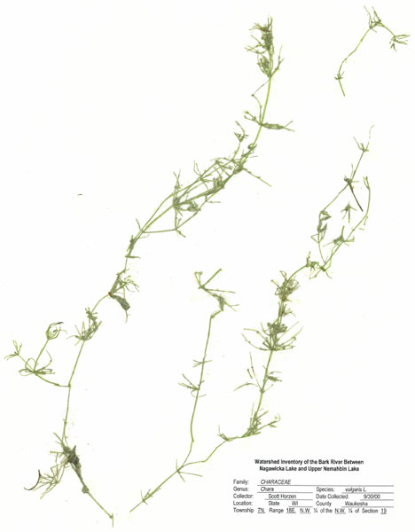 Upper Nemahbin Lake District Aquatic Plants