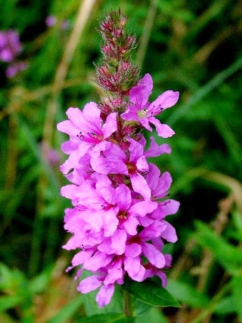 Purple loosestrife